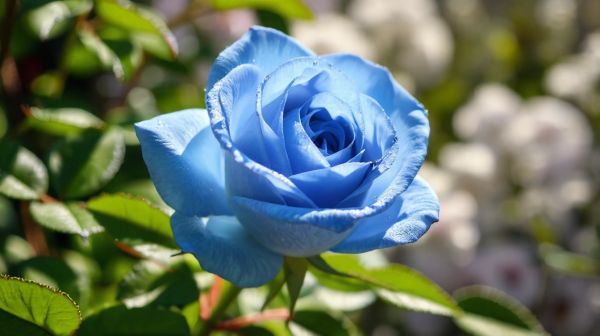 Découverte des mystères entourant la rose bleue