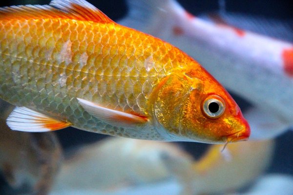 Karpe Koi : les secrets d'un aquarium réussi