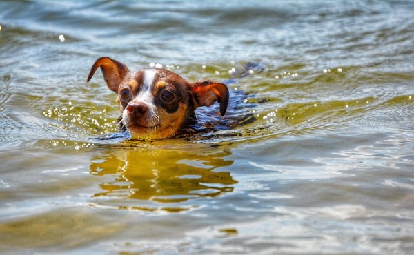 Comment débuter un potager chez soi sans avoir d'expérience ?