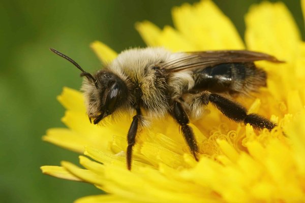 Attirer les pollinisateurs : les meilleures fleurs pour les abeilles