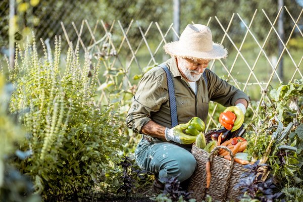 Comment lutter biologiquement contre les maladies du potager ?