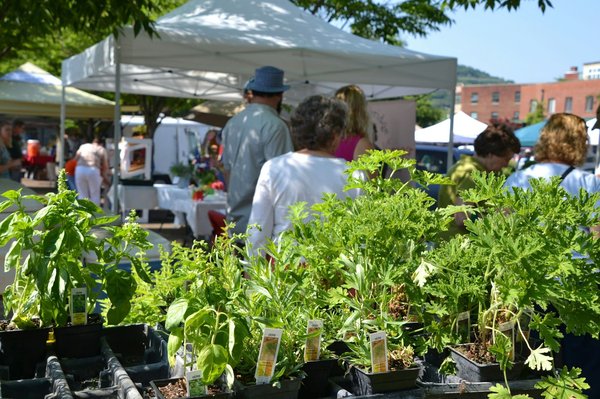 Guide complet sur le marché aux plantons Genève